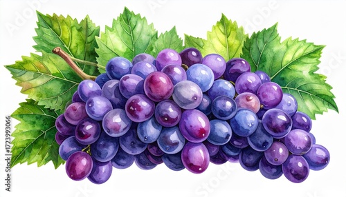 Fresh red grapes, a sweet and juicy cluster of fruit, are isolated on a clean white background