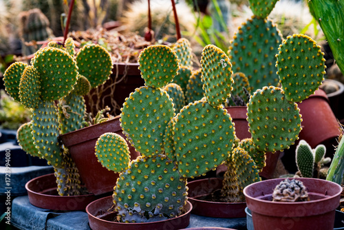 Opuntia microdasys is a species of flowering plant in the cactus family, Cactaceae. It is native and endemic to central and northern Mexico.