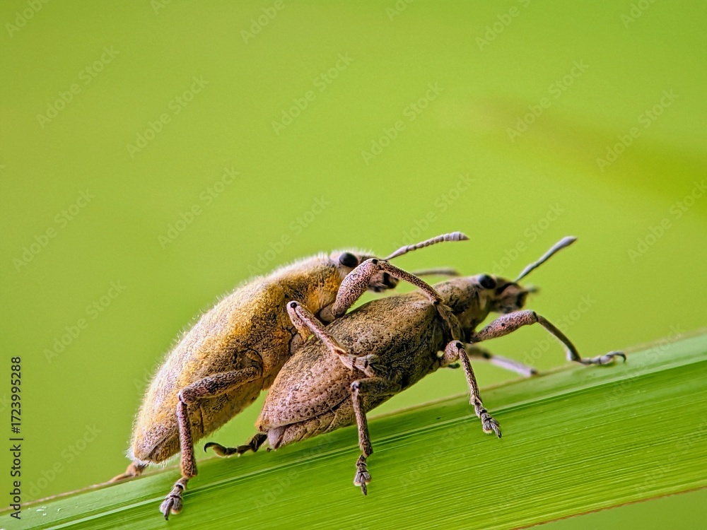 Fototapeta premium Stunning! A Pair of Hairy Weevils Mating on a Vertical Leaf Blade | A Close-Up of Macro Nature