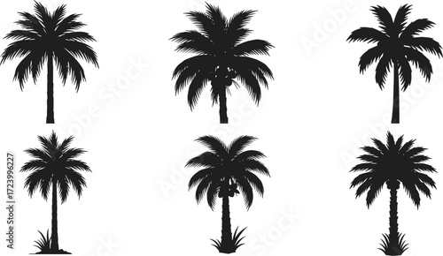 Collection of six black palm tree silhouettes with tropical leaves and trunks, vector illustration set for design, decoration, summer backgrounds