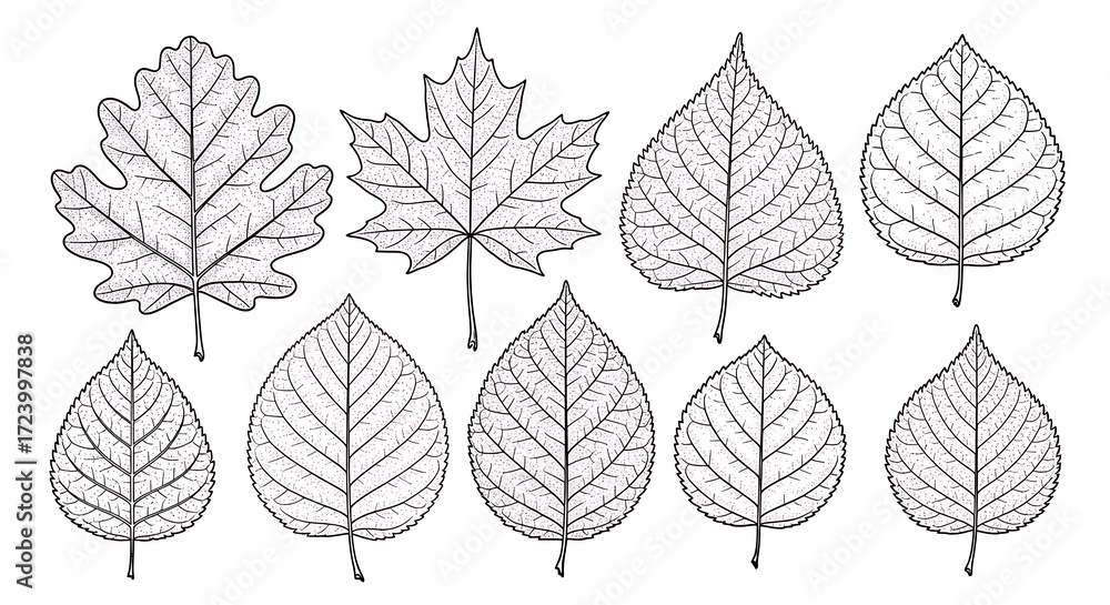 Obraz premium Botanical line drawing of different shaped leaves collection on white background