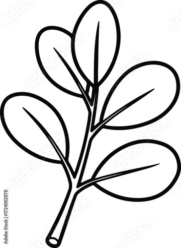 Vector Moringa oleifera branch simple outline silhouette design