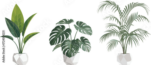 Collection of tropical house plants, realistic vector illustration of Monstera, Palm, and Banana plants for modern interior design
