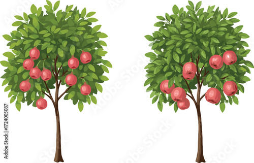 Apple fruit trees illustration comparing red fruit yield and canopy density for botanical, nature, garden, agriculture, and educational vector design