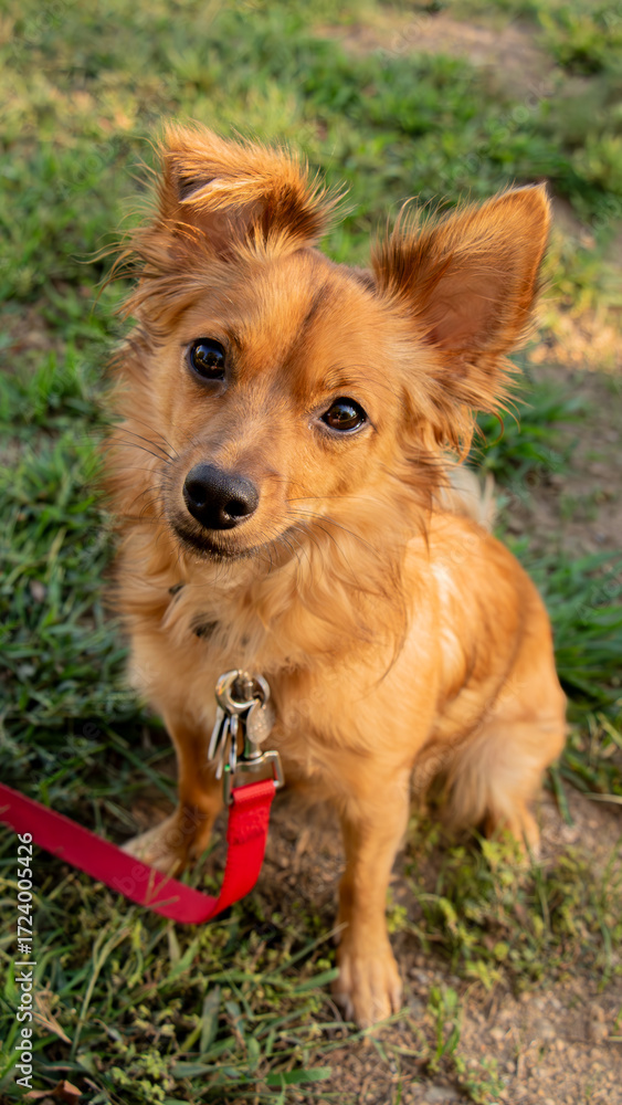 Naklejka premium Dog Sitting