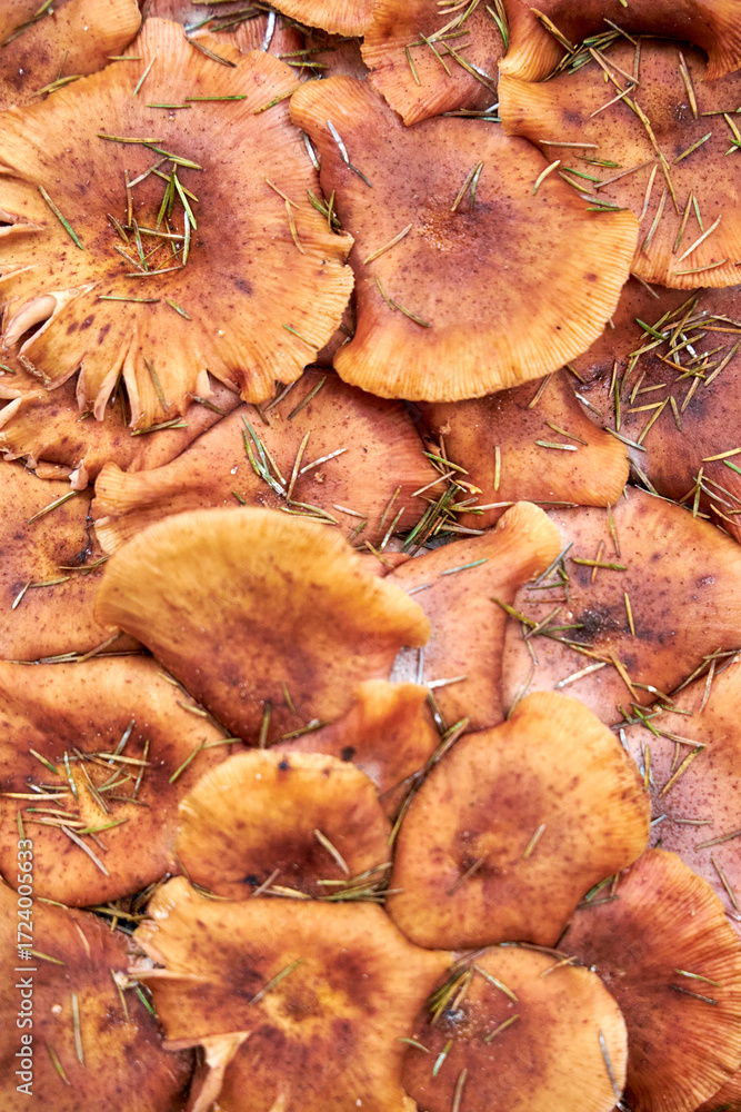 Fototapeta premium Close-up of wild mushrooms covered with pine needles and autumn foliage. Seasonal forest background, natural texture, perfect for ecology, harvest, organic food, and fall concepts