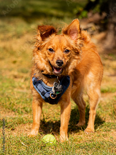 Dog with a Ball