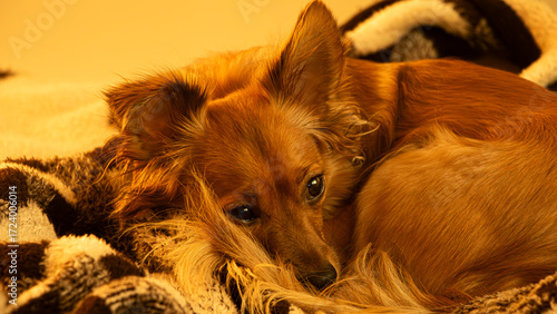 Dog Sleeping in a Blanket