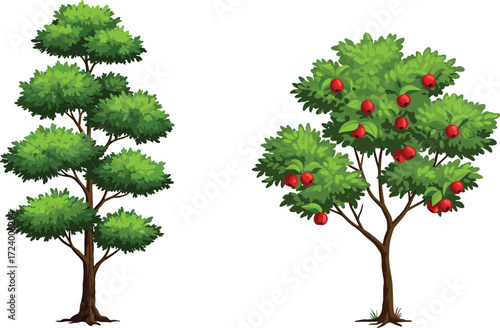 Green leafy tree and apple fruit tree illustration comparing canopy structure and function for botanical, nature, garden, and educational design
