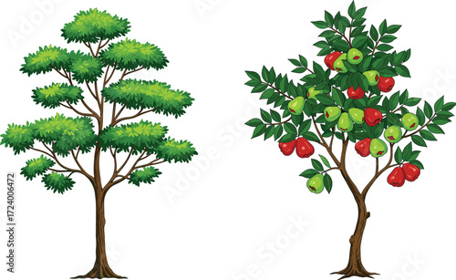 Green leafy tree and apple fruit tree illustration comparing foliage and function for botanical, nature, garden, and educational vector design