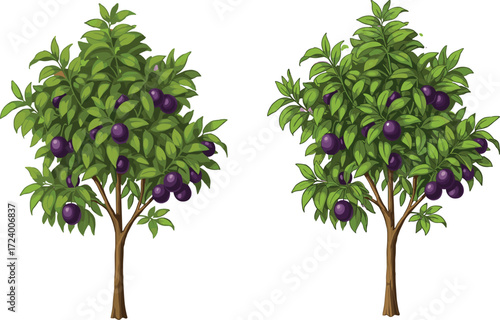 Purple plum fruit trees illustration with green foliage isolated on white background for botanical, nature, agriculture, garden, and educational design
