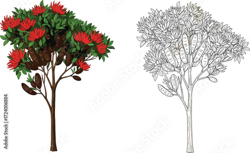 Red and Green Foliage Tree Beside Fully Green Tree for Nature, Botany, Seasonal Change, Landscape Design, and Artistic Illustration Themes