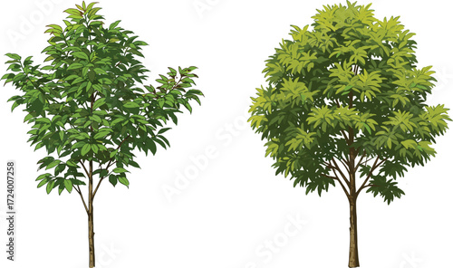 Tree morphology comparison illustration with green foliage isolated on white background for botanical, nature, educational, garden, and environmental design