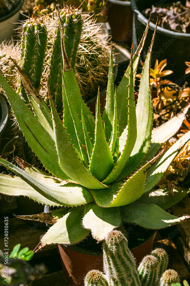 Obraz premium Aloe vera is a succulent plant species of the genus Aloe. It is widely distributed, and is considered an invasive species in many world regions. An evergreen perennial, it originates from the Arabian 