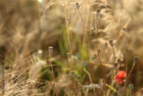 Small ripe heads of wild wheat in a wheat field in bright sunlight.