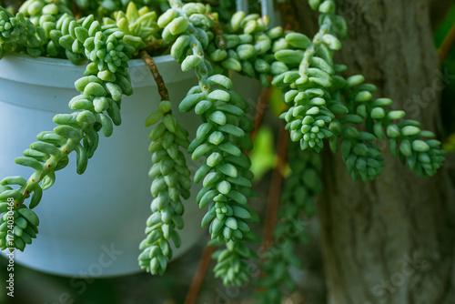Fotografi Sedum morganianum, the donkey tail or burro's tail, is a species of flowering plant in the family Crassulaceae, native to southern Mexico