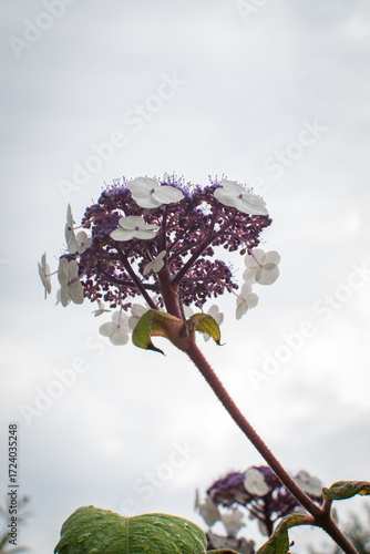 Colorful blooming hydrangea flower captured in Denmark, showcasing stunning violet and white petals under cloudy sky
