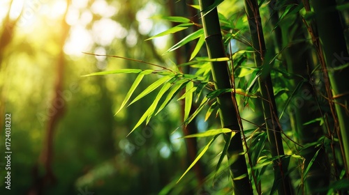 green bamboo forest in the morning sunlight blurred nature background selective focus  no logos no brands ar 169
