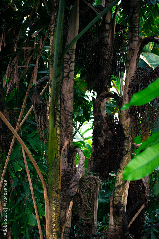 Obraz premium Exploring the dense vegetation of Denmark with unique trees and lush greenery surrounding a serene setting
