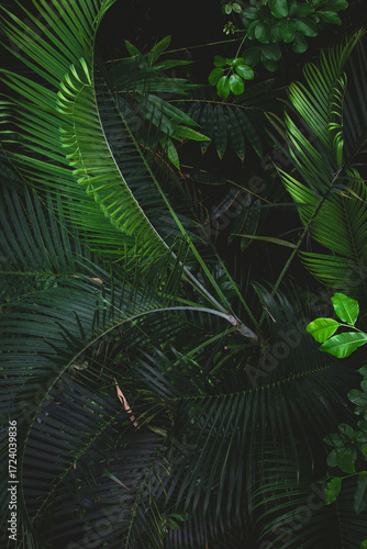 Lush green foliage in a dense forest of Denmark showcasing nature's vibrant beauty