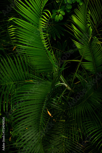 Lush green palm leaves showcasing the vibrant nature of Denmark's botanical garden in springtime