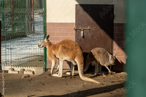 Kangaroos in Zoo during winter