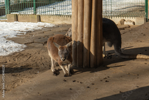 Kangaroos in Zoo during winter