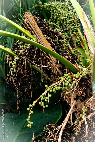 Green and black fruits grow on a tropical palm plant in Denmark during the summer season