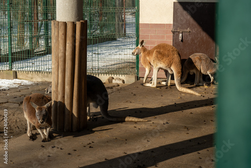 Kangaroos in Zoo during winter