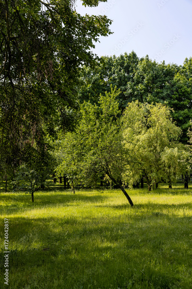 Obraz premium different tree species with fresh green foliage growing in the mixed park in the summer, deciduous trees with green foliage in sunny summer weather