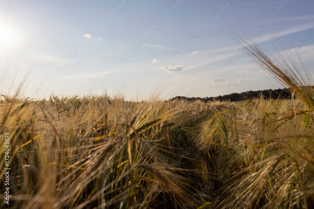 Obraz premium production of agricultural rye plants in eastern Europe during sunset