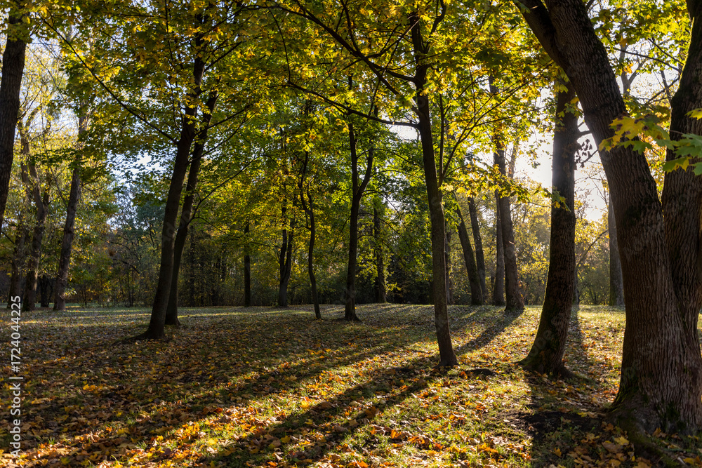 Fototapeta premium Beautiful autumn park with yellow leaves on tall trees in sunny weather in the autumn season, beautiful tall yellow maple trees with bright sunlight illuminating the yellowing trees behind