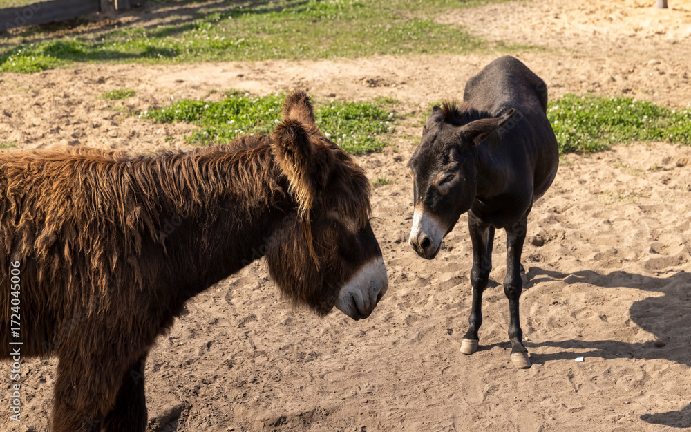 Fototapeta premium a black and brown donkey on the sand at the zoo, several pet donkeys living on the zoo grounds in an open enclosure