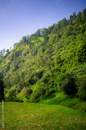 A green field surrounded by trees on a hot day with green hills in the background. A high-quality photo of a grassy area with a few trees in an untouched and pristine forest.