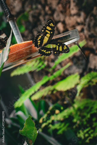 Colorful butterfly resting on a fruit slice near lush greenery in Denmark