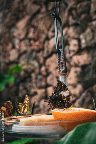 Butterflies feeding on fruit at a garden in Denmark during a sunny day