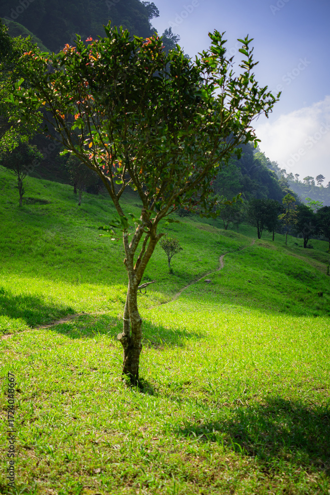 Fototapeta premium A green field surrounded by trees on a hot day with green hills in the background. A high-quality photo of a grassy area with a few trees in an untouched and pristine forest.