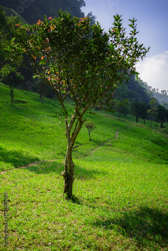 A green field surrounded by trees on a hot day with green hills in the background. A high-quality photo of a grassy area with a few trees in an untouched and pristine forest.