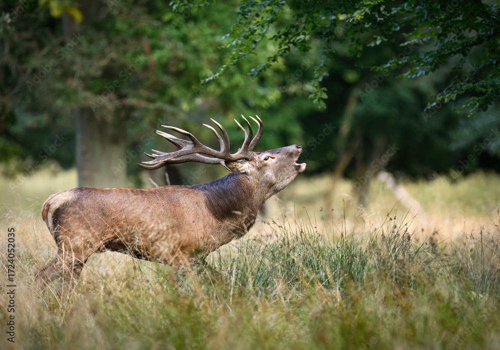 Obraz premium Deer male buck ( Cervus elaphus ) during rut