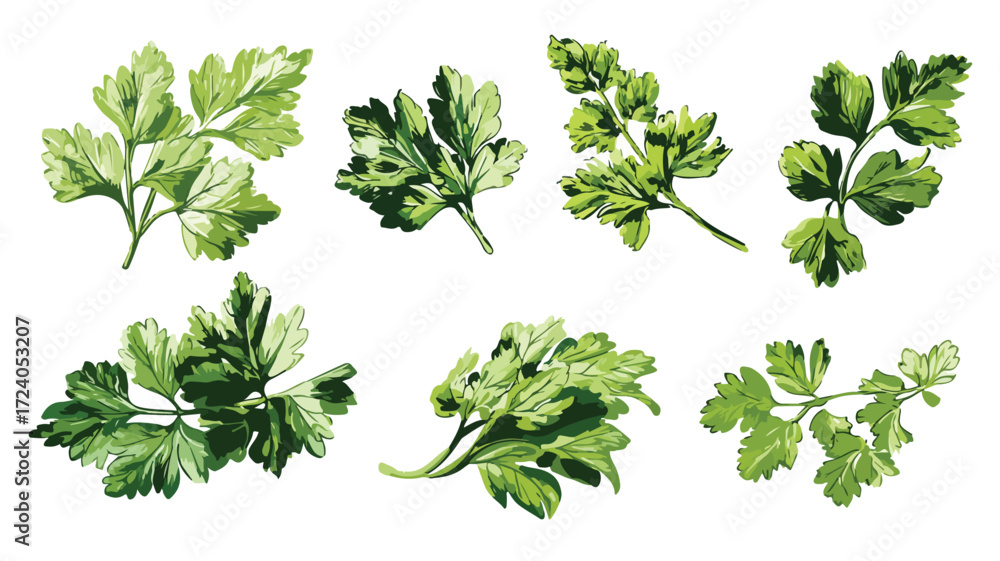 Obraz premium Fresh Parsley Collection with Vector Illustration for Culinary Designs