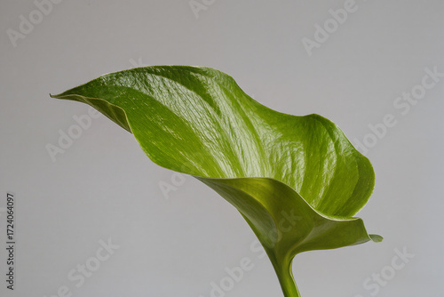 Green Leaf