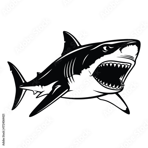 Vector art of a great white shark with open mouth is isolated on white background