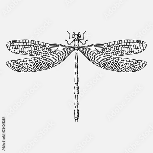 Line art dragonfly isolated, black and white illustration, animal hatching illustration
