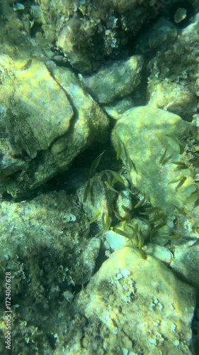 Serene underwater scene with small fish swimming peacefully over a rocky seabed covered in algae. Sunlight filters through the clear water