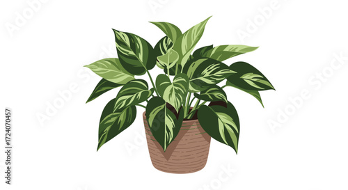 A lush green potted plant with variegated leaves sits in a woven pot.