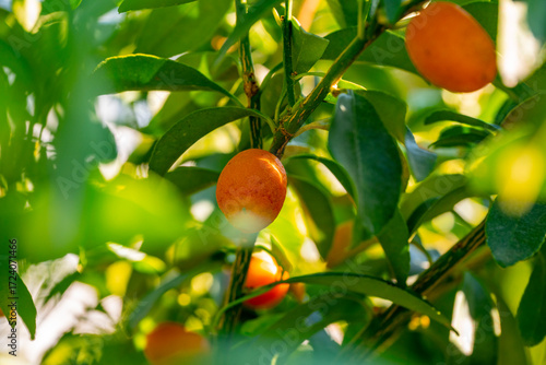 Citrus margarita, the oval kumquat or Nagami kumquat, is a species of kumquat; a type of citrus fruit in the genus Citrus, family Rutaceae. Its epithet, margarita, is Latin for pearly