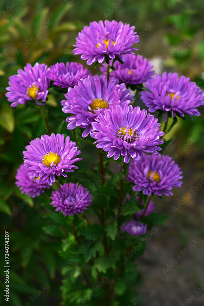 Obraz premium Lilac Asters flowers close up. Violet Aster flowers in the garden. China aster in autumn garden.
