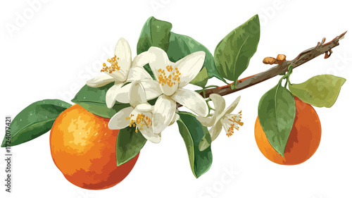 Vibrant Fresh Orange Blossom Branch with Whole Orange on White Background
