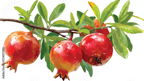 Fresh Pomegranate Fruit Hanging on Tree Branch - Nature's Bounty Harvest