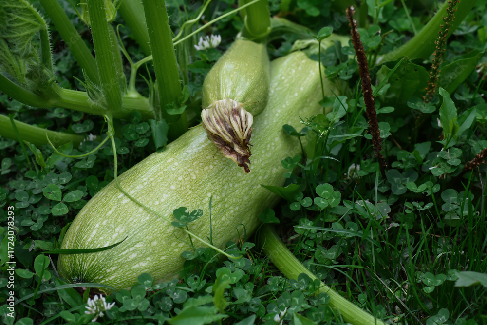 Obraz premium Green Zucchini vegetable plant in the garden. Harvest concept. Fresh vegetables for good health. ingredients for cooking.